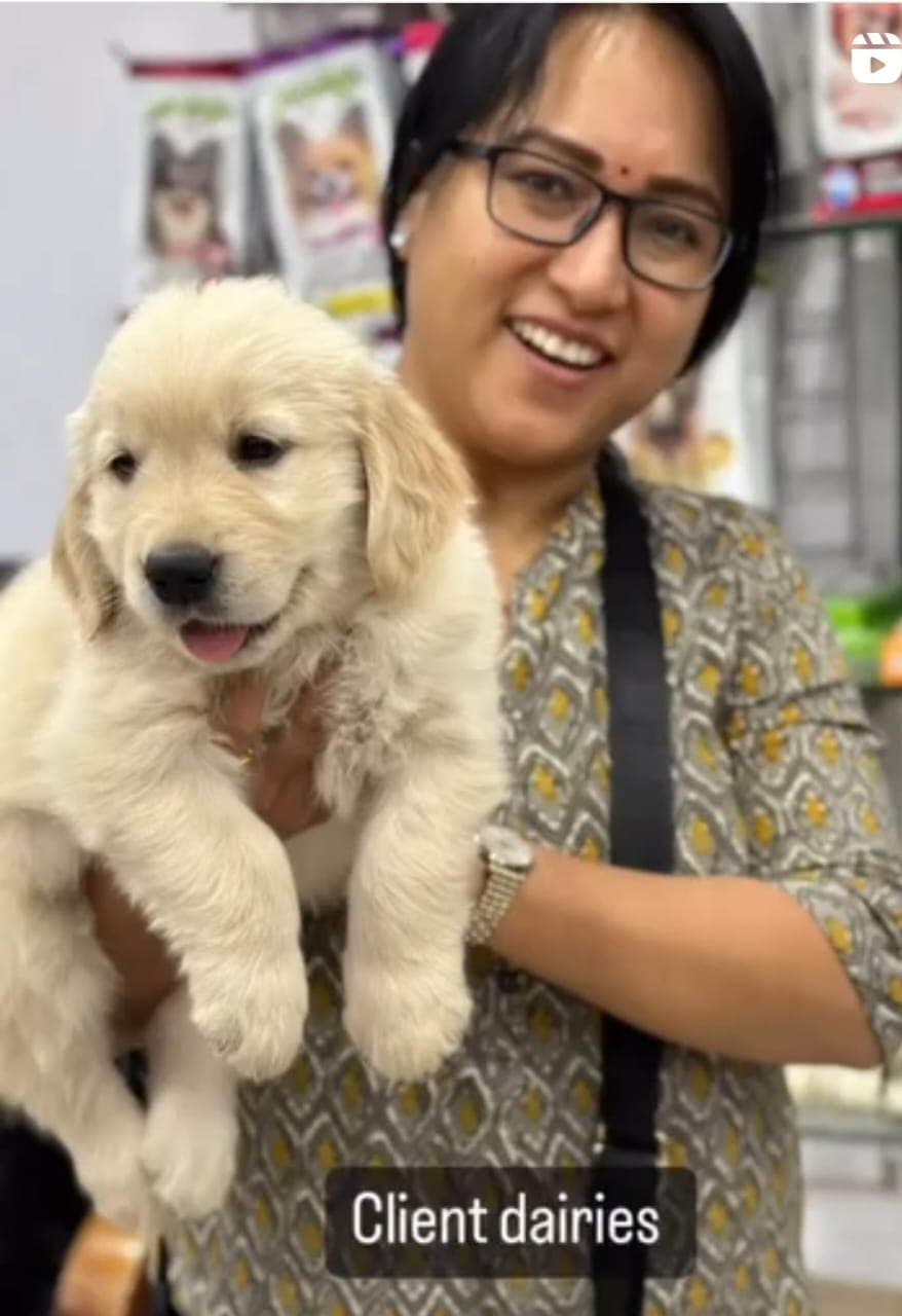 Golden Retriever at Danny Pet Store - Photo 6