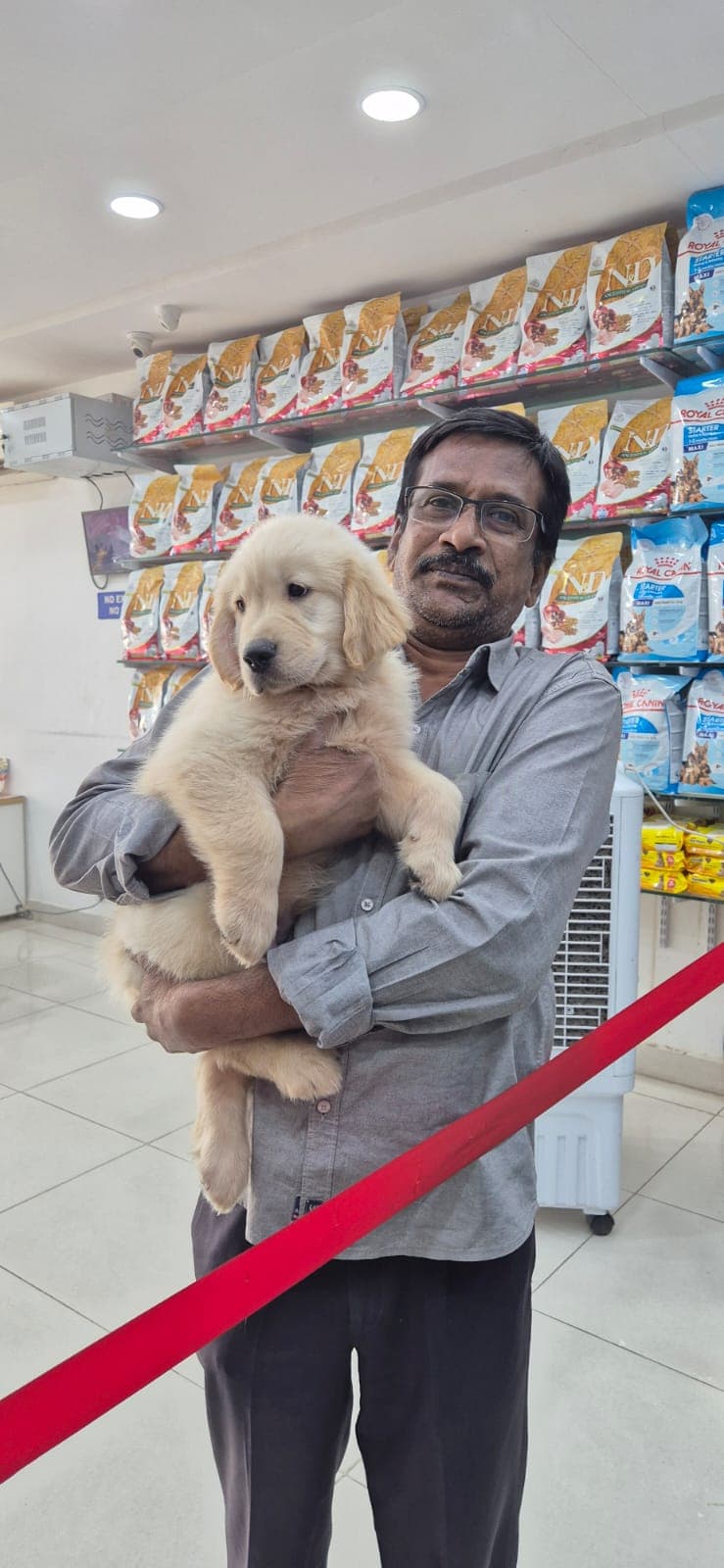 Golden Retriever at Danny Pet Store - Photo 14