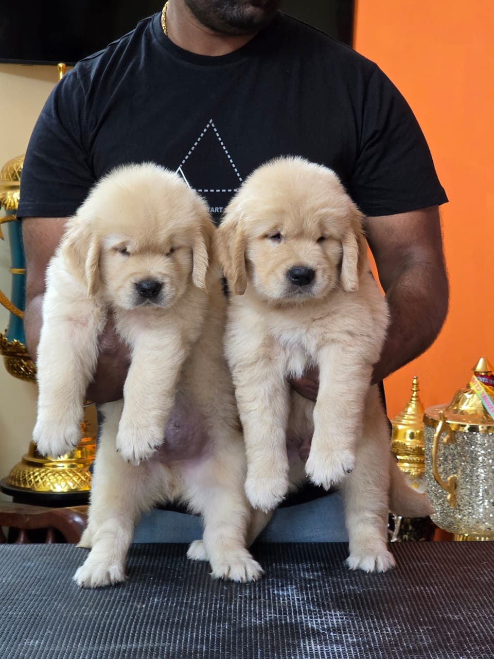 Golden Retriever at Danny Pet Store - Photo 12