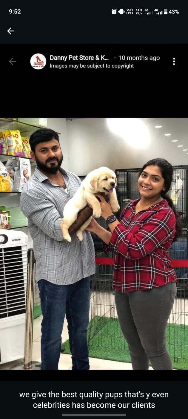 Labrador Retriever at Danny Pet Store - Photo 1