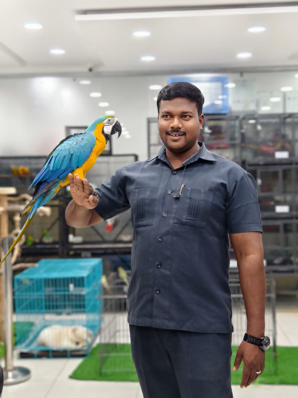 Macaws at Danny Pet Store - Photo 1