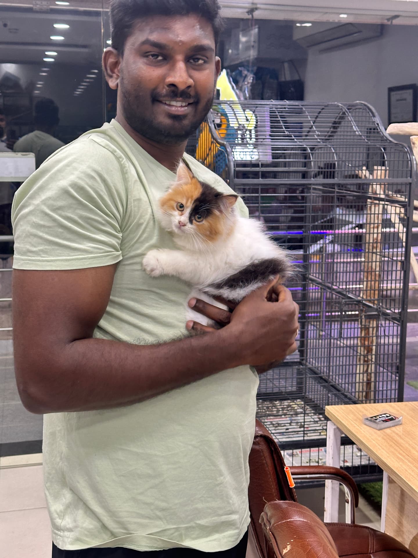 Persian at Danny Pet Store - Photo 1