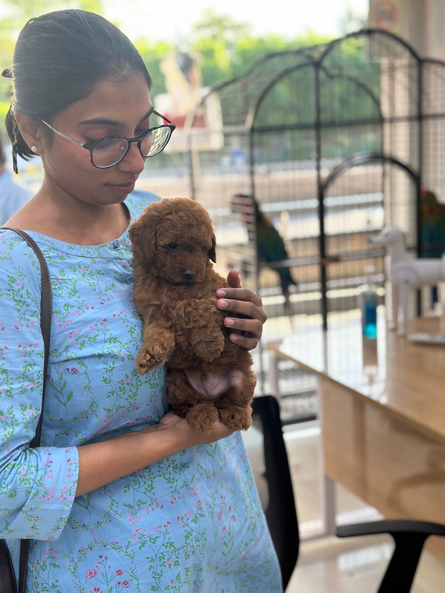 Poodle at Danny Pet Store - Photo 4